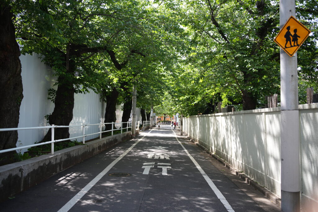 tree-lined street