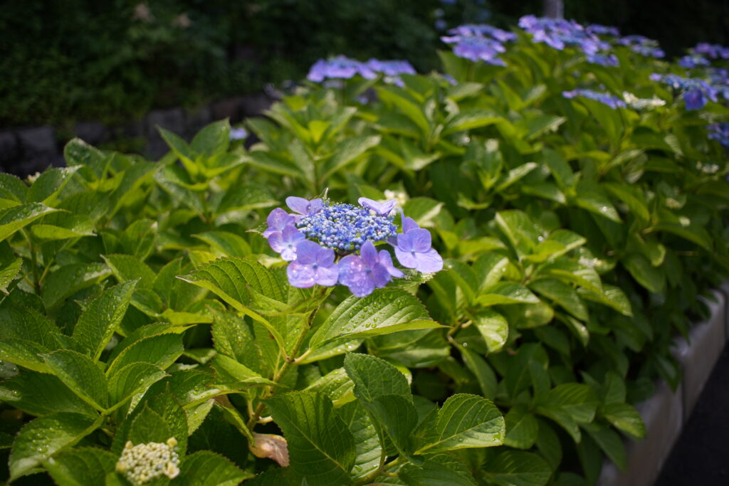 Hydrangea photographed at F3.5