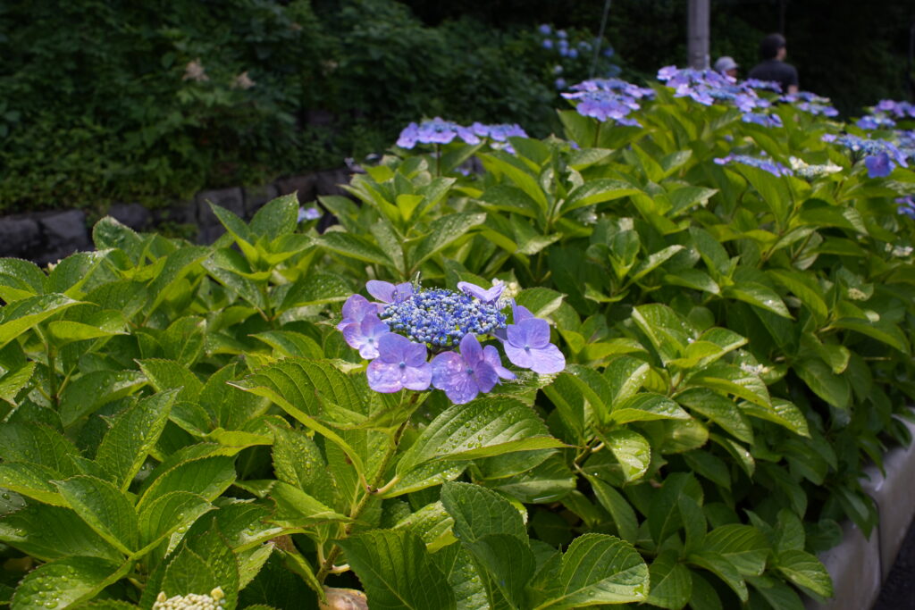 Hydrangea photographed at F8