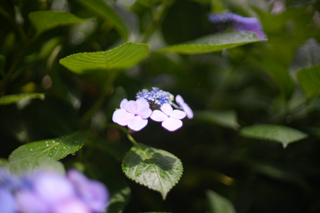 Hydrangea photographed at F1.4