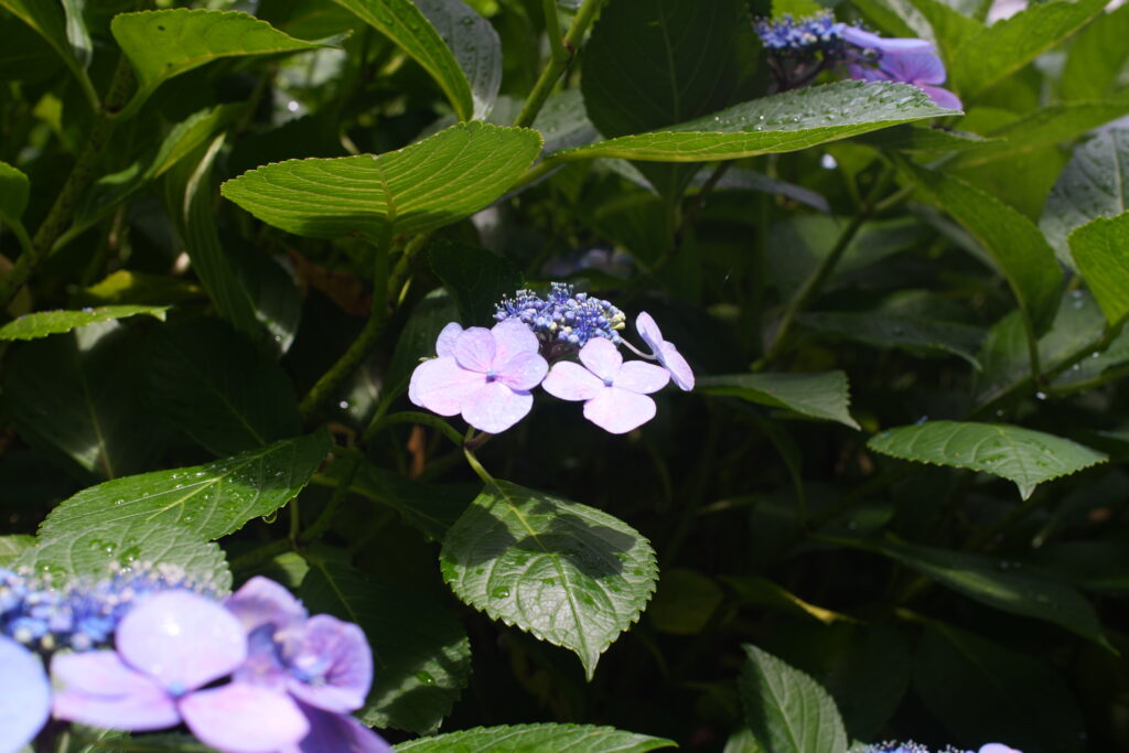 Hydrangea photographed at F8
