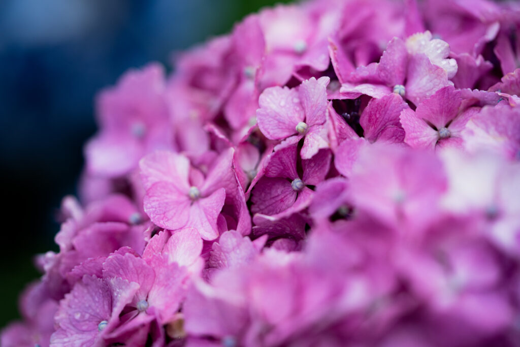 ピンク色の紫陽花