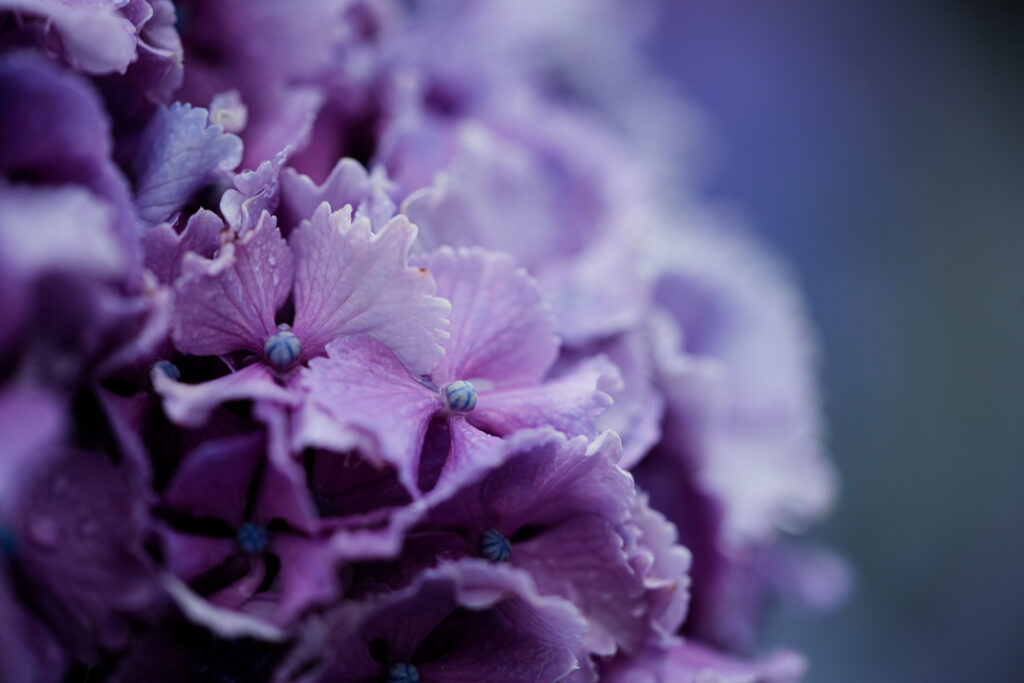 紫色の紫陽花