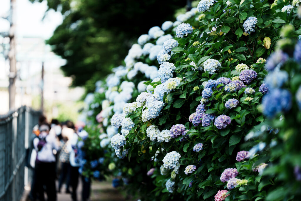 奥行きのある紫陽花の写真