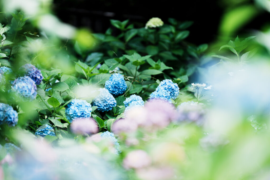 手前ボケのある紫陽花