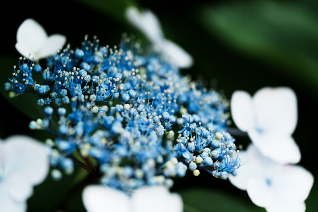 接写した紫陽花