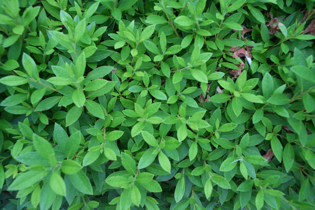 Lush green leaves