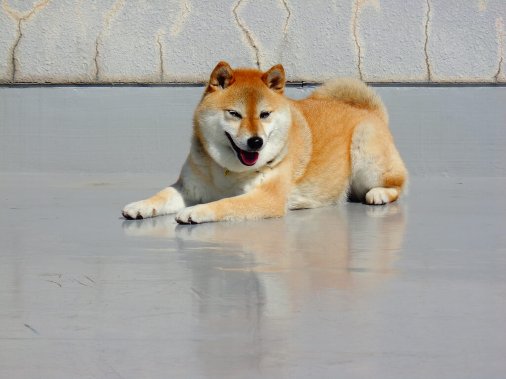 Shiba Inu