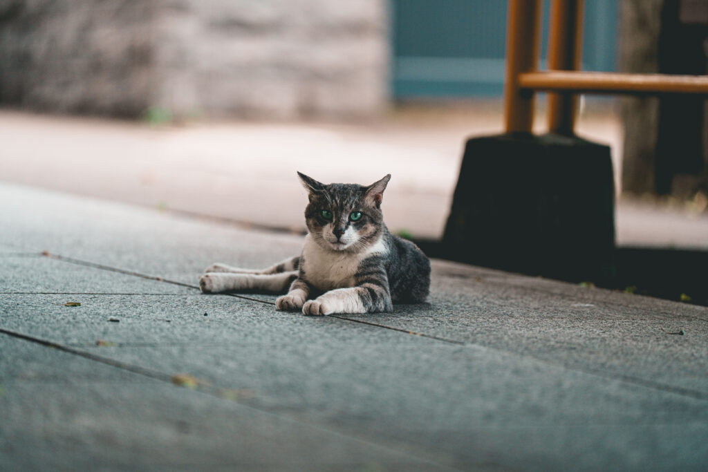 神社の参道で寝そべる猫