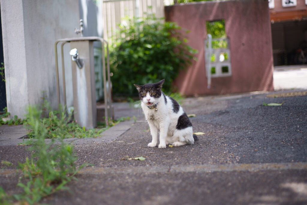 公園で鳴く猫