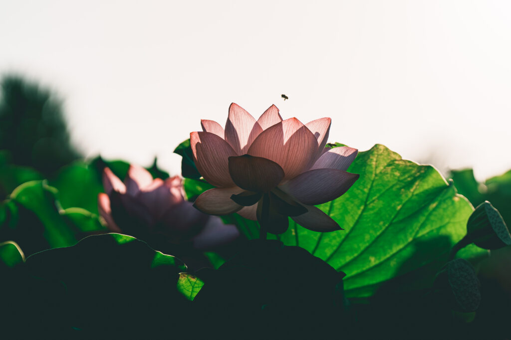 逆光で透ける蓮の花びら