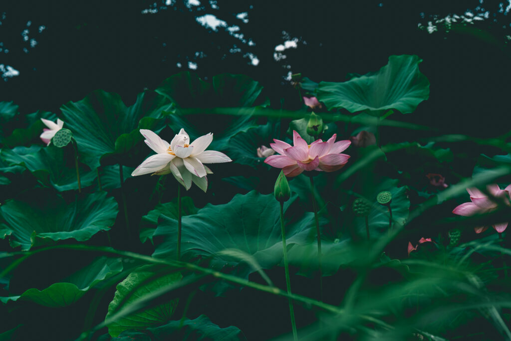 白蓮と紅蓮