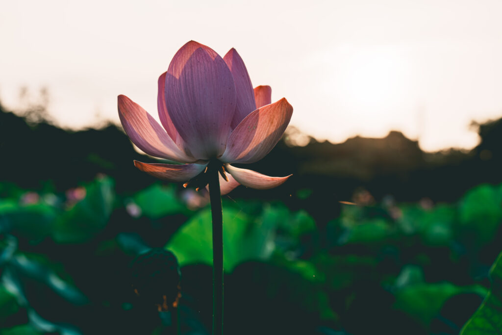 逆光の蓮の花
