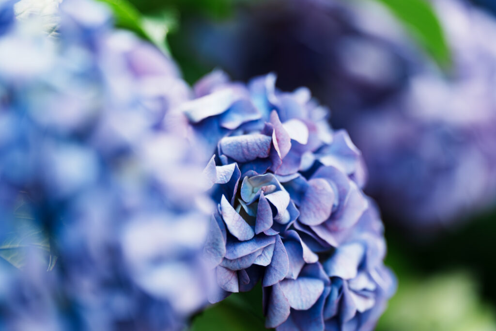 ボケが美しい紫陽花