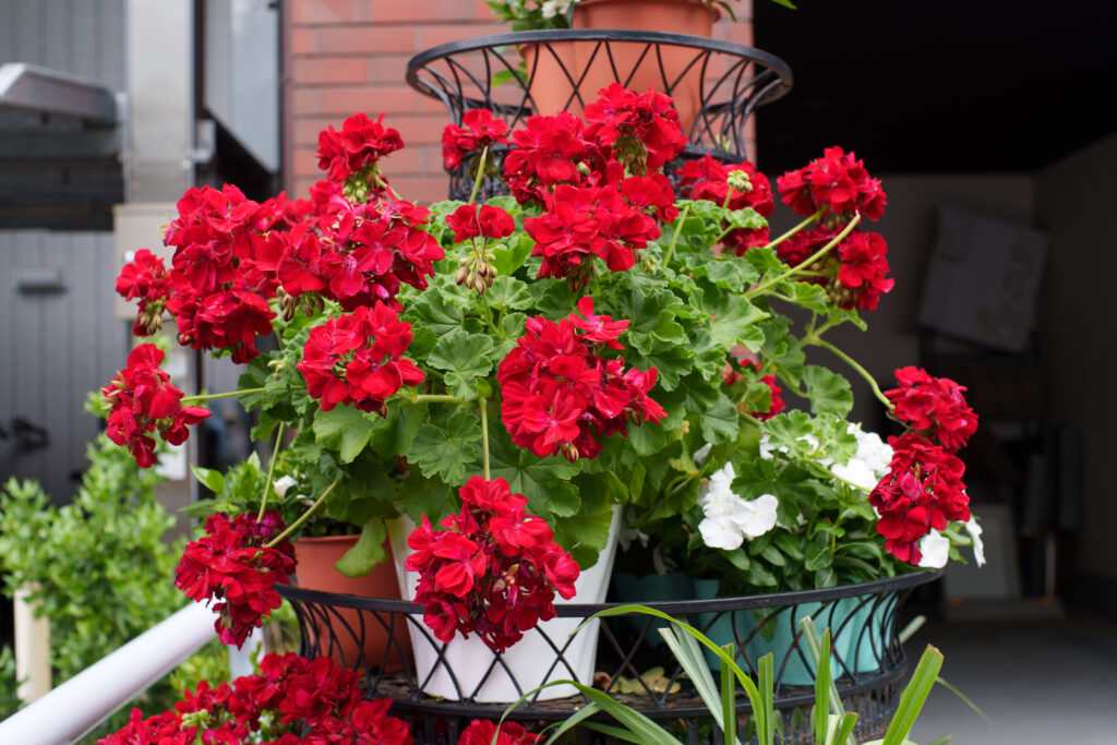 red flower