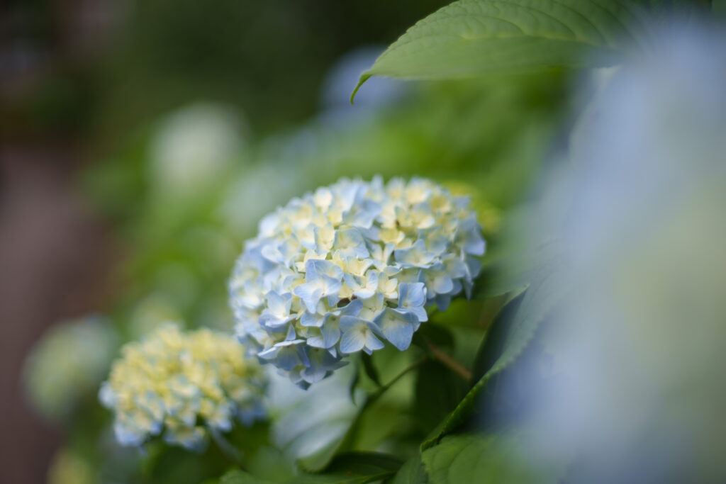 hydrangea