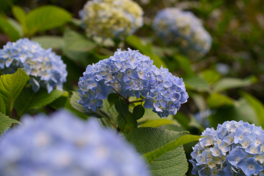 hydrangea