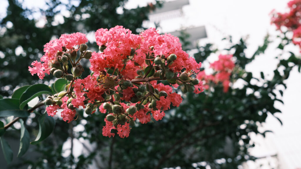 百日紅