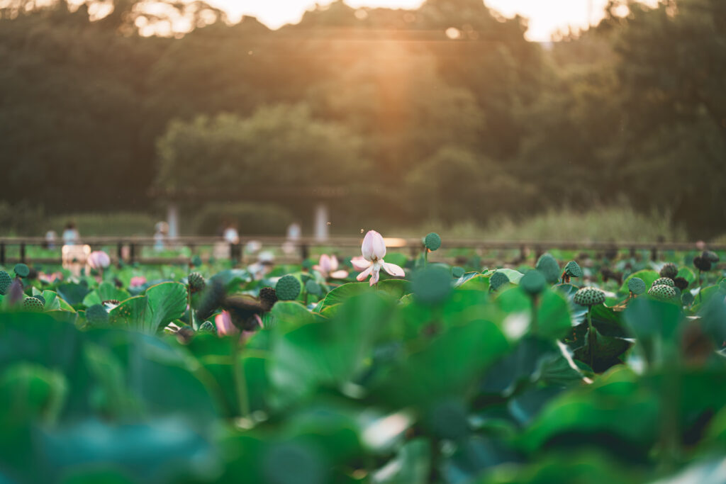 朝日のあかりが降り注ぐ、蓮の花