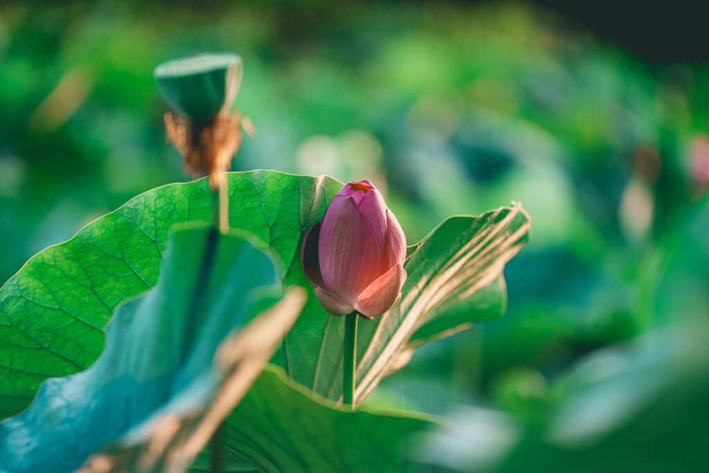 これから咲く蓮の花