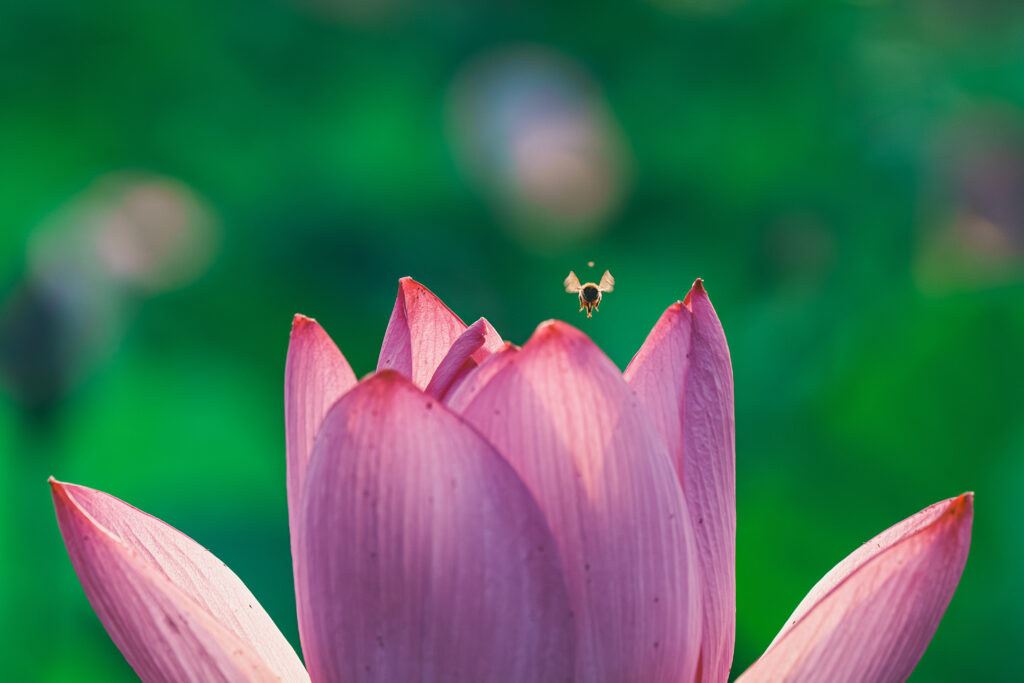 蓮の花