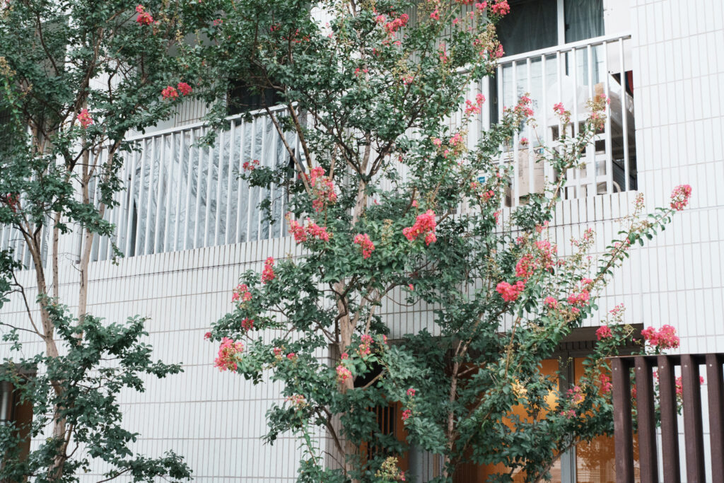 百日紅