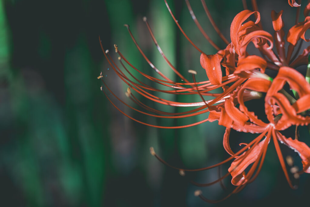 彼岸花の花弁