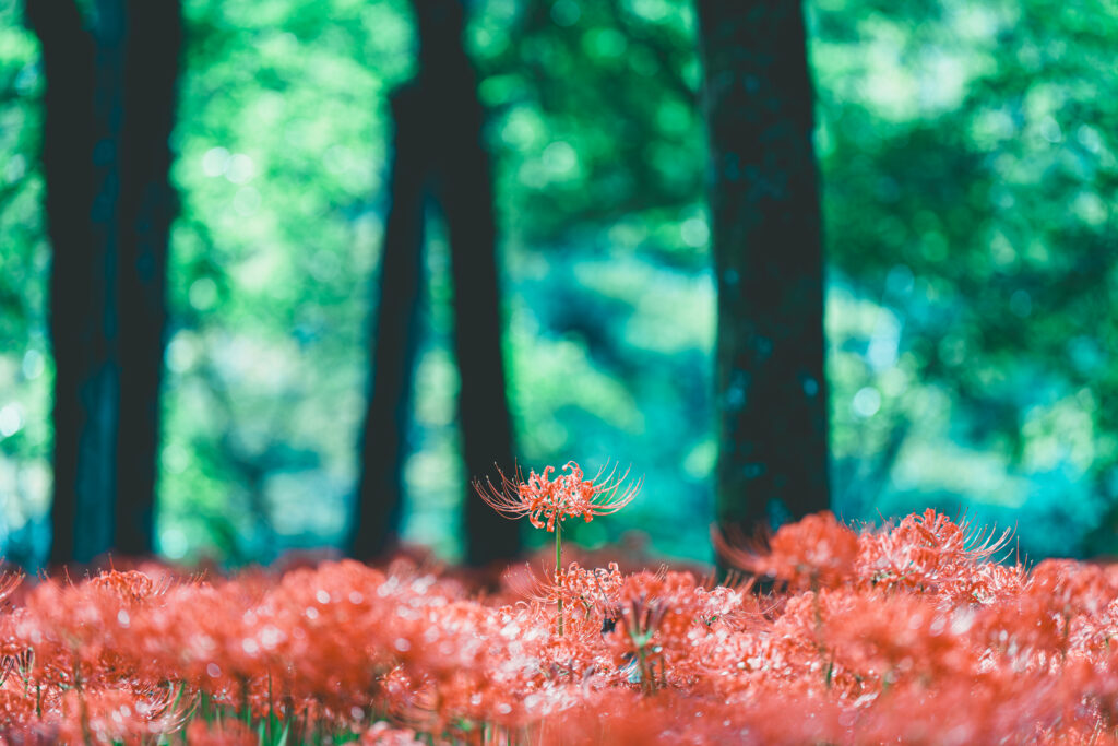背の高い曼珠沙華