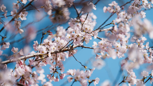 春の桜