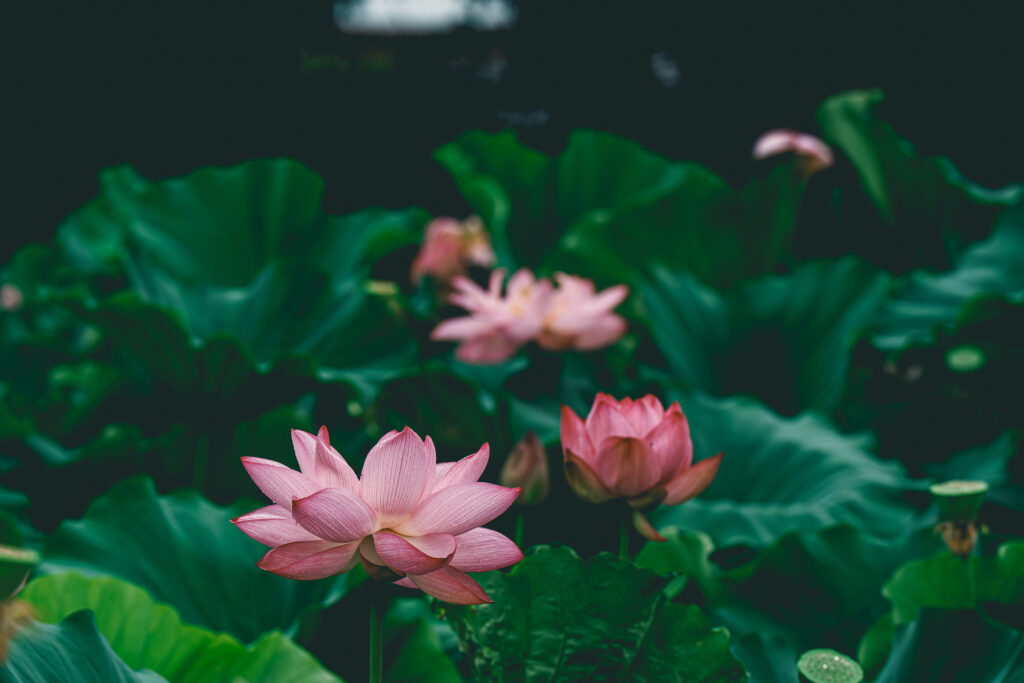 夏の蓮の花