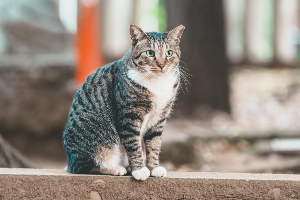 野良猫