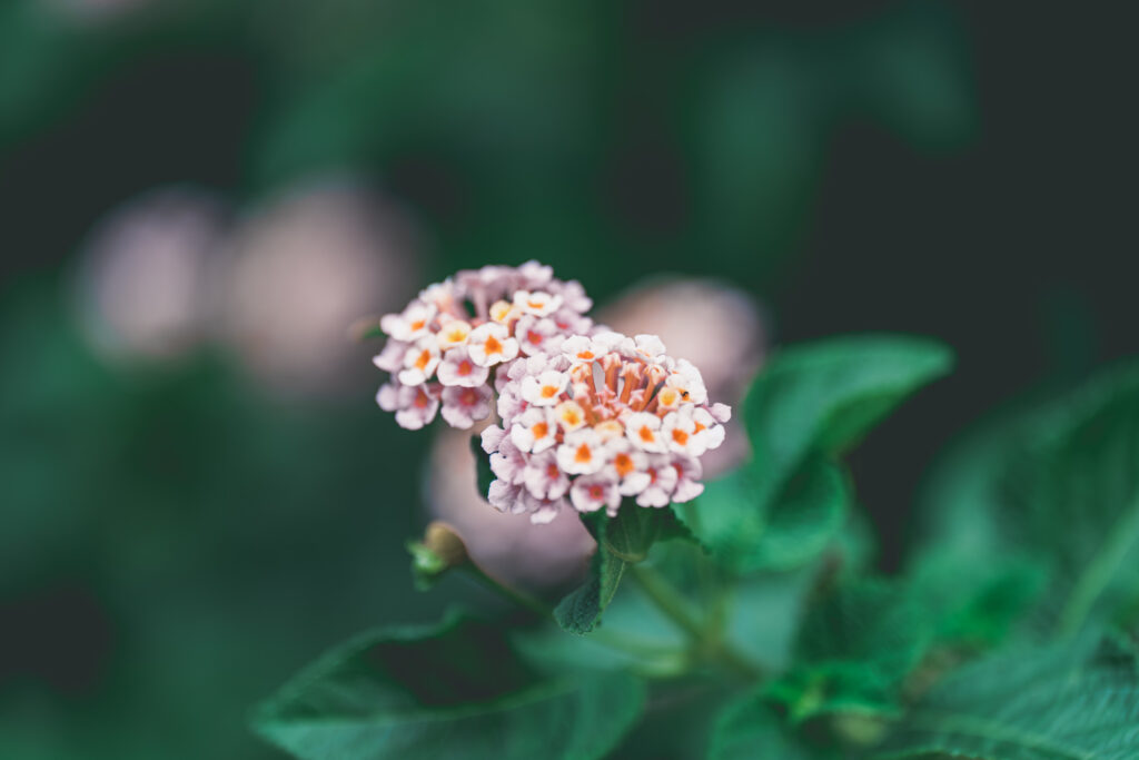 お花