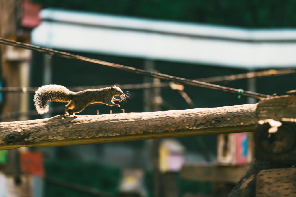 ジャンプするタイワンリス