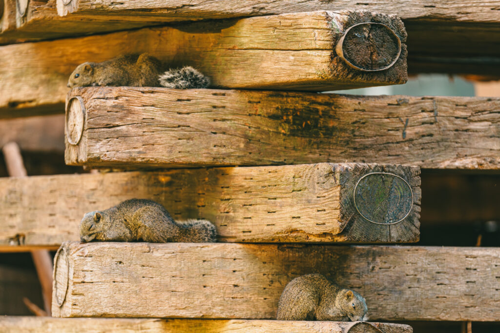 櫓で寝るタイワンリス