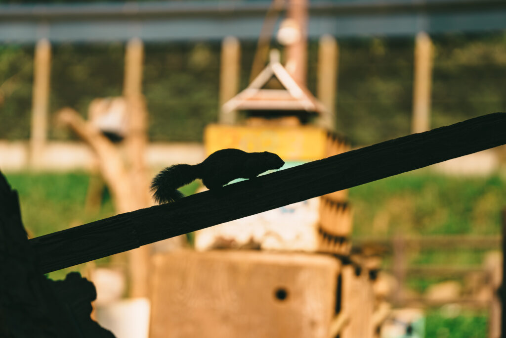 橋を渡るリスのシルエット