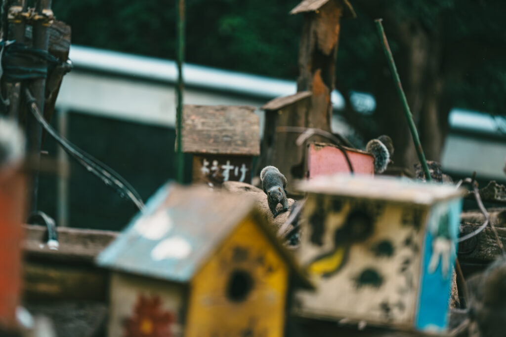 置きピンで撮ったタイワンリス