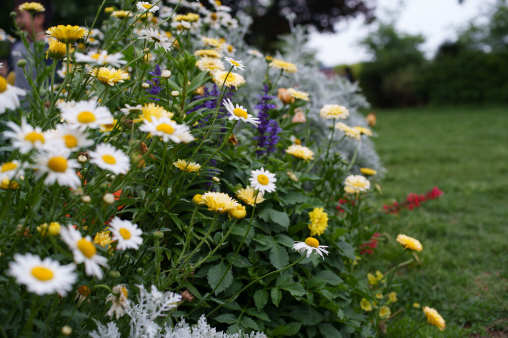 オールドレンズで撮影したお花