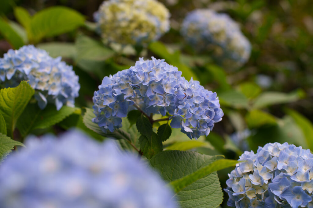 開放で撮影した紫陽花