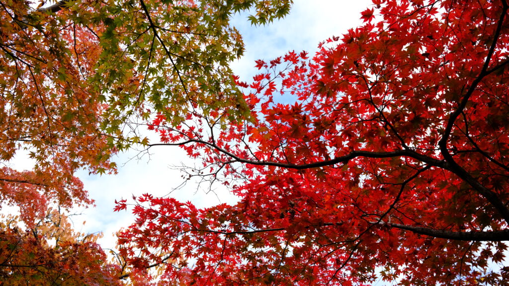 紅葉と空