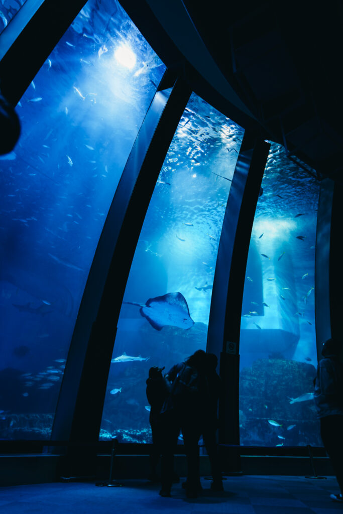 大きな水槽の写真