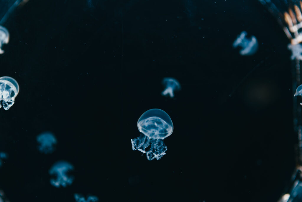クラゲ