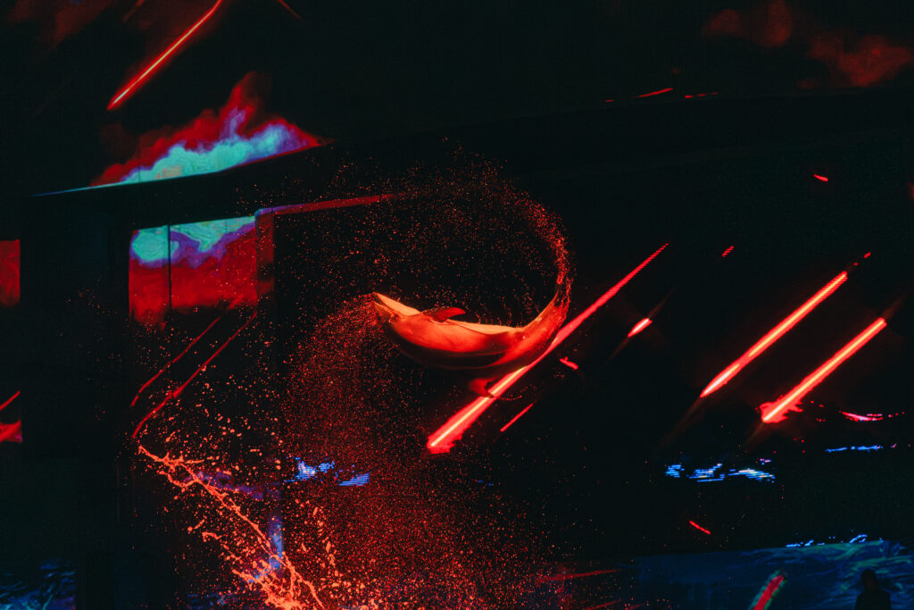 イルカのジャンプ