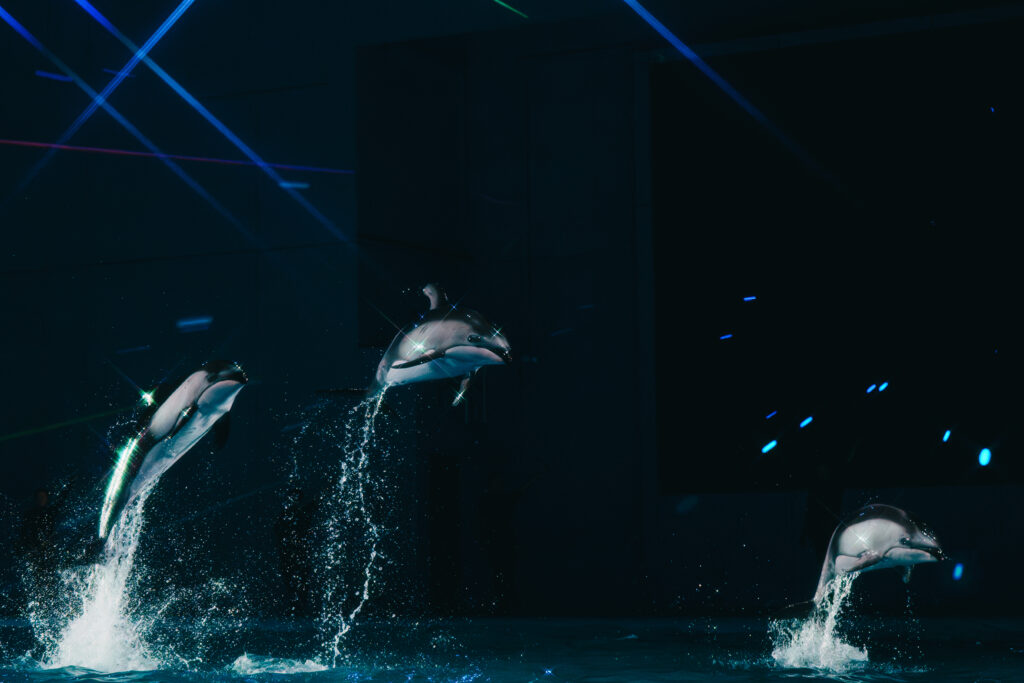 三頭同時にジャンプするイルカ