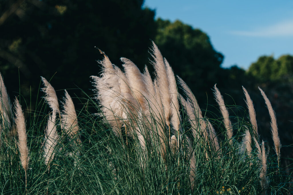 パンパスグラス