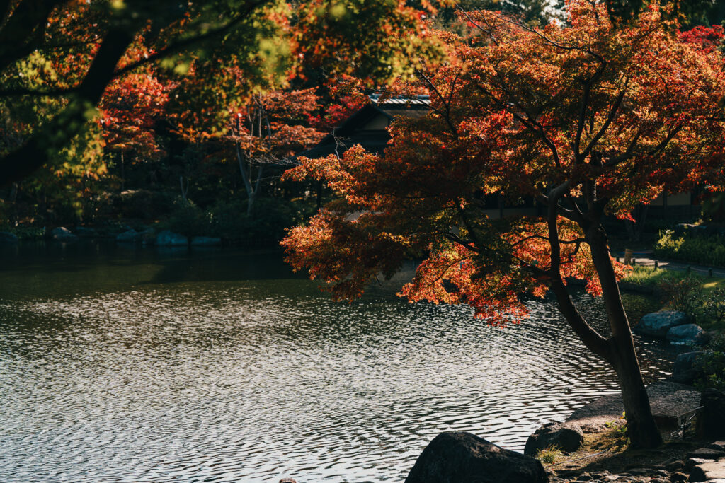 池沿いに生える紅葉