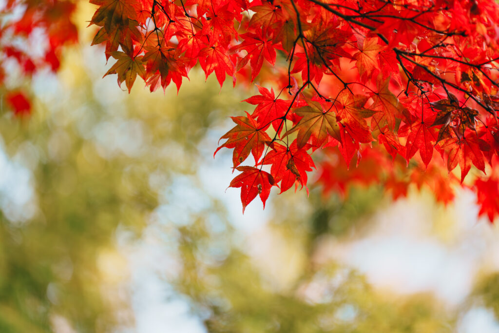 紅葉の始めに見えるモミジと緑の葉