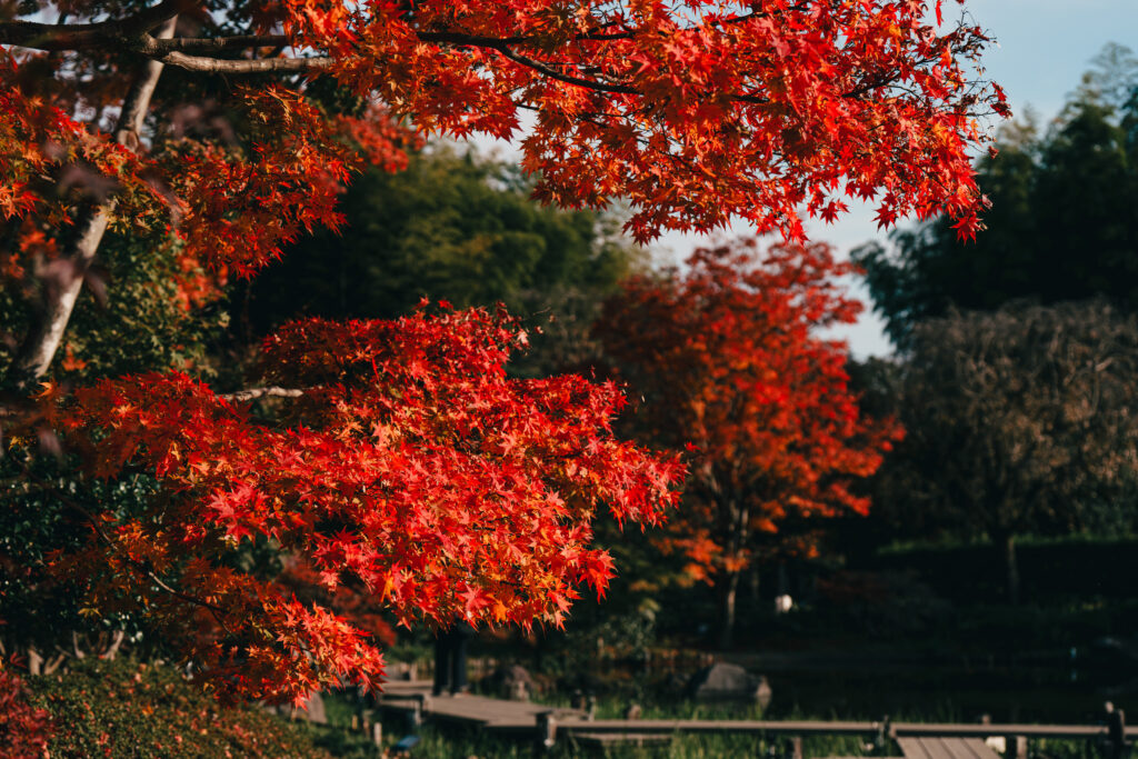 赤く染まる紅葉