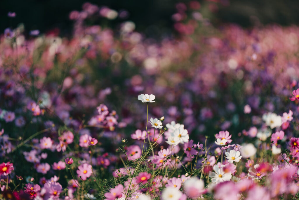 西花畑のコスモス