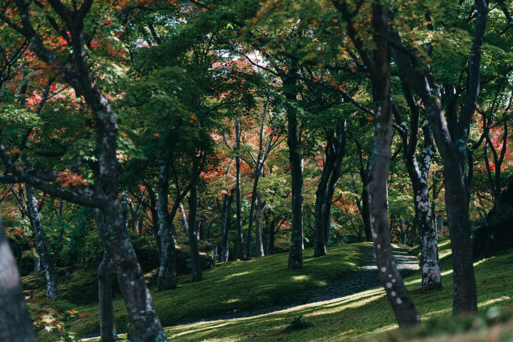 日差しが入ってきた苔庭と後ろの紅葉