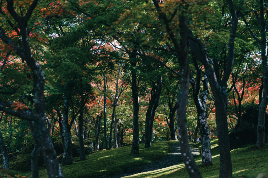 箱根美術館の苔庭とうっすら見える紅葉